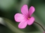 Picture of SPLASH OF COLOR