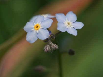 Picture of SPRING FLOWER