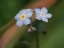 Picture of SPRING FLOWER