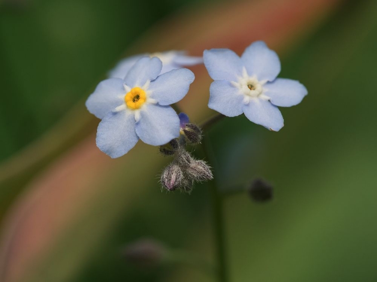 Picture of SPRING FLOWER