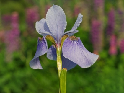 Picture of VIOLET BLUE ONE