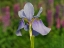 Picture of VIOLET BLUE ONE