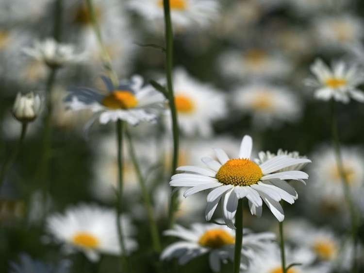 Picture of WHITE DAISIES