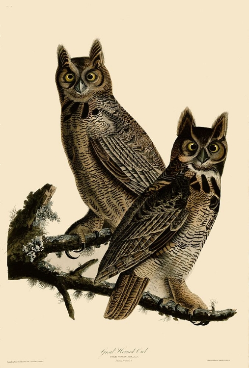 Picture of GREAT HORNED OWL