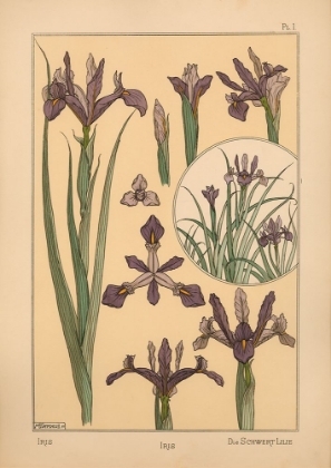 Picture of  PLATE 01 - IRIS