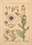 Picture of  PLATE 04 - POPPY