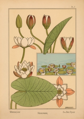 Picture of  PLATE 07 - WATER-LILY