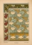 Picture of  PLATE 08 - WATER-LILY