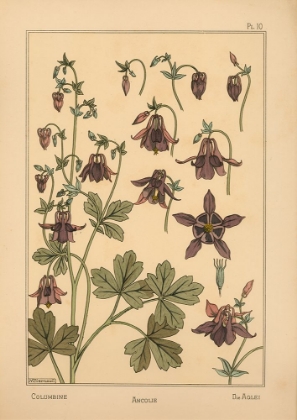 Picture of  PLATE 10 - COLUMBINE