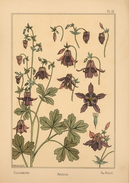 Picture of  PLATE 10 - COLUMBINE