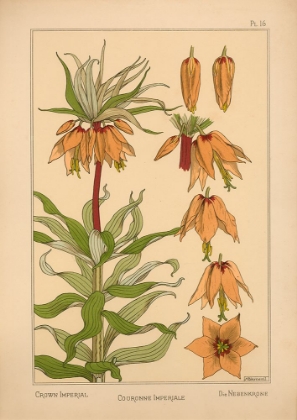 Picture of  PLATE 16 - CROWN IMPERIAL