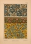 Picture of  PLATE 20 - GERANIUM