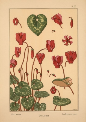 Picture of  PLATE 22 - CYCLAMEN