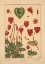 Picture of  PLATE 22 - CYCLAMEN