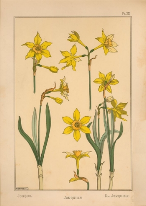 Picture of  PLATE 28 - JONQUIL