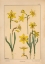 Picture of  PLATE 28 - JONQUIL