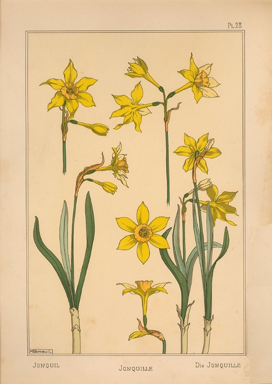 Picture of  PLATE 28 - JONQUIL