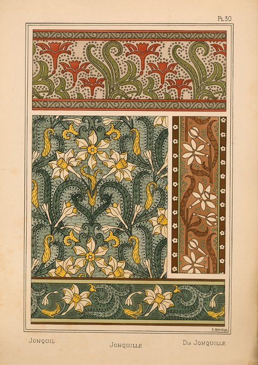 Picture of  PLATE 30 - JONQUIL