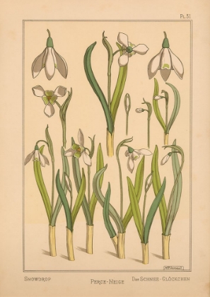 Picture of  PLATE 31 - SNOWDROP