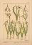 Picture of  PLATE 31 - SNOWDROP
