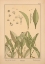 Picture of  PLATE 37 - LILY OF THE VALLEY