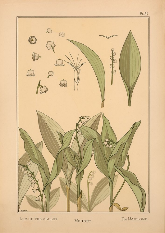 Picture of  PLATE 37 - LILY OF THE VALLEY