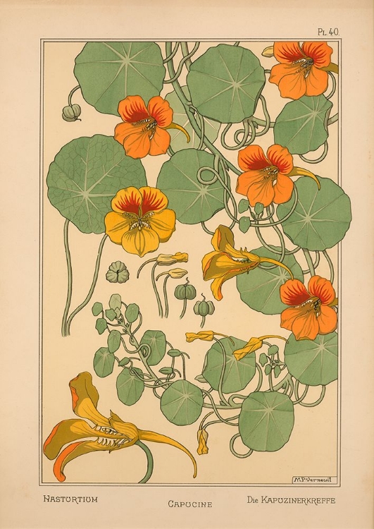 Picture of  PLATE 40 - NASTURTIUM