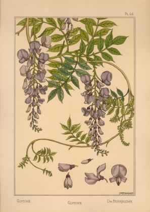 Picture of  PLATE 46 - GLYCINE