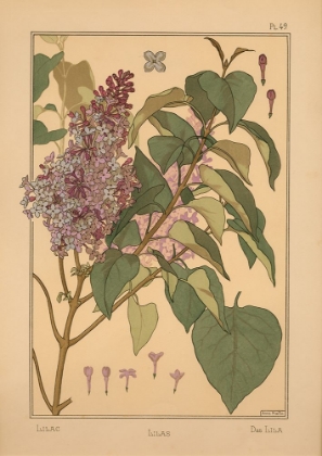 Picture of  PLATE 49 - LILAC