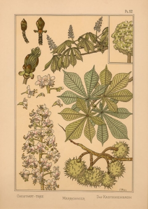 Picture of  PLATE 52 - CHESTNUT-TREE