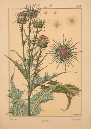 Picture of  PLATE 58 - THISTLE