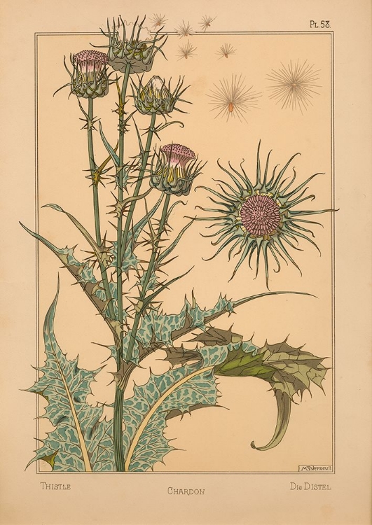 Picture of  PLATE 58 - THISTLE