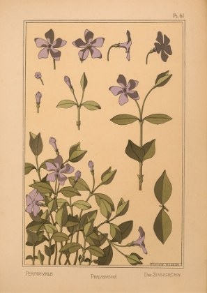 Picture of  PLATE 61 - PERIWINKLE