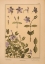 Picture of  PLATE 61 - PERIWINKLE