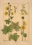 Picture of  PLATE 64 - BUTTER-CUP