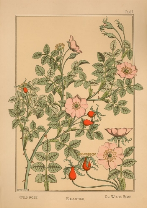 Picture of  PLATE 67 - WILD ROSE