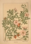 Picture of  PLATE 67 - WILD ROSE
