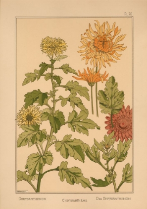 Picture of  PLATE 70 - CHRYSANTHEMUM