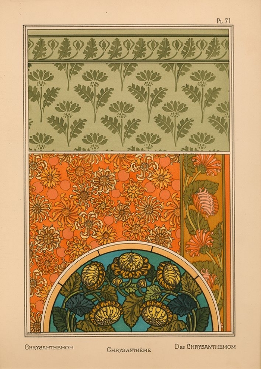 Picture of  PLATE 71 - CHRYSANTHEMUM