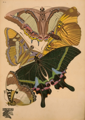 Picture of PLATE 8 - PAPILLONS