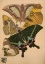 Picture of PLATE 8 - PAPILLONS