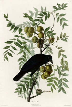 Picture of AMERICAN CROW