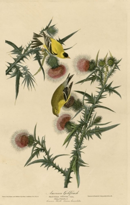 Picture of AMERICAN GOLDFINCH