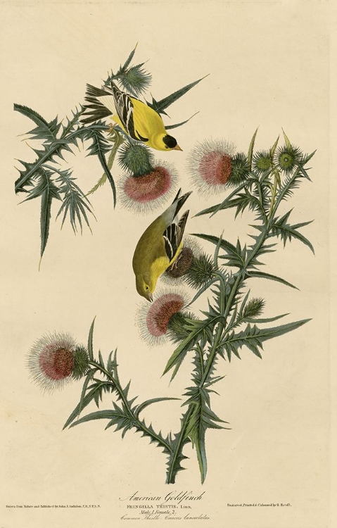 Picture of AMERICAN GOLDFINCH