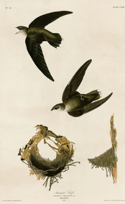 Picture of AMERICAN SWIFT