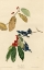 Picture of AZURE WARBLER