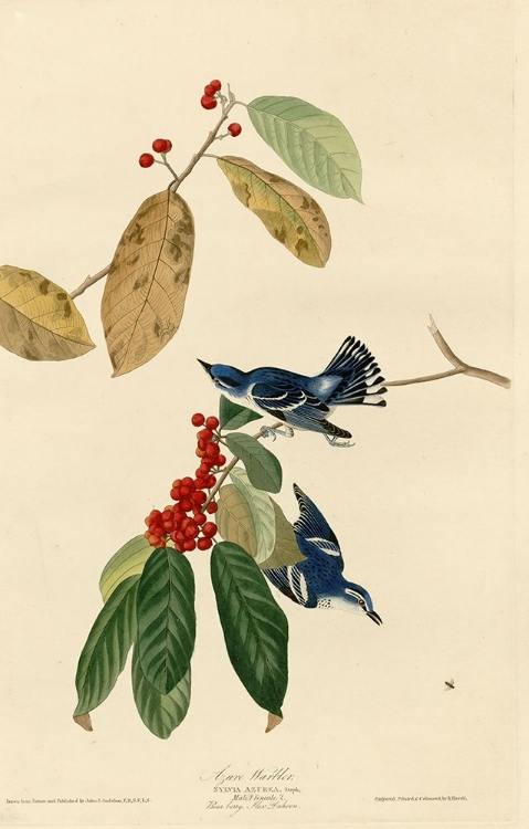 Picture of AZURE WARBLER