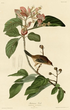 Picture of BACHMANS FINCH