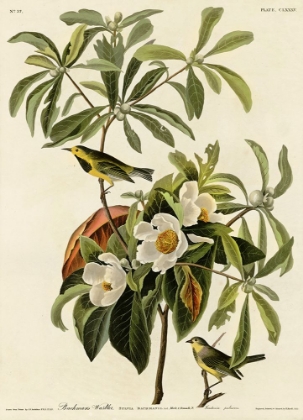 Picture of BACHMANS WARBLER
