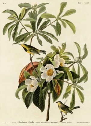 Picture of BACHMANS WARBLER